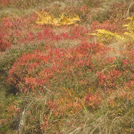 Lejlighed Gloesalm Ramsau am Dachstein