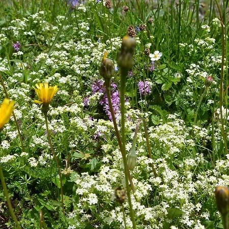 Gloesalm Ramsau am Dachstein