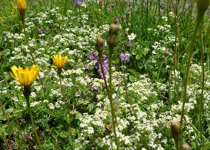 Gloesalm Ramsau am Dachstein