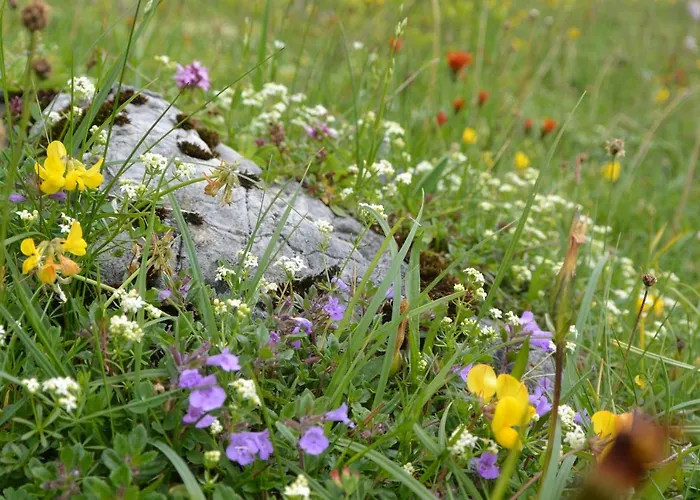 Gloesalm Apartment Ramsau am Dachstein